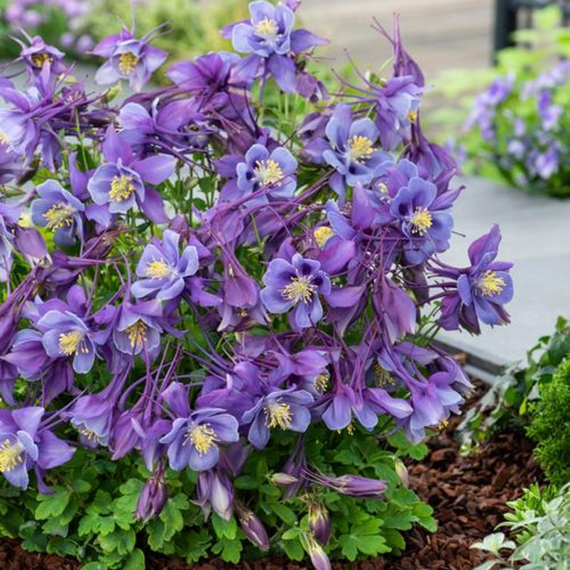 aquilegia EARLYBIRD PURPLE BLUE columbine grannys bonnet perennial = 1 Potted Garden Plant