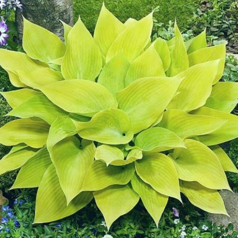 hosta SUNNY HALCYON small yellow thick rare new shade perennial = 1 Potted Garden Plant