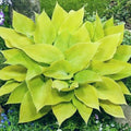 hosta SUNNY HALCYON small yellow thick rare new shade perennial = 1 Potted Garden Plant