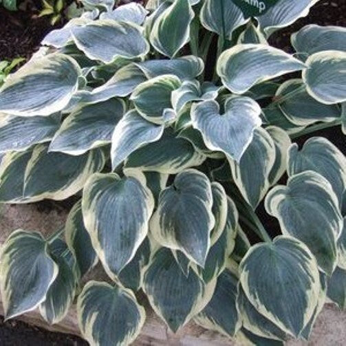 hosta EL NINO small new blue thick slug resistant white rare perennial = 1 Potted Garden Plant