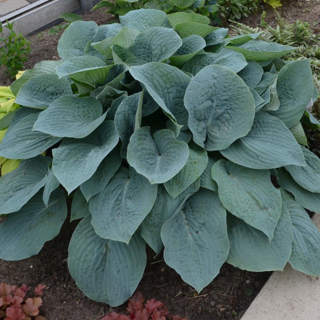 hosta BLUEBERRY MUFFIN small blue wavy thick cupped texture red perennial = 1 Potted Garden Plant