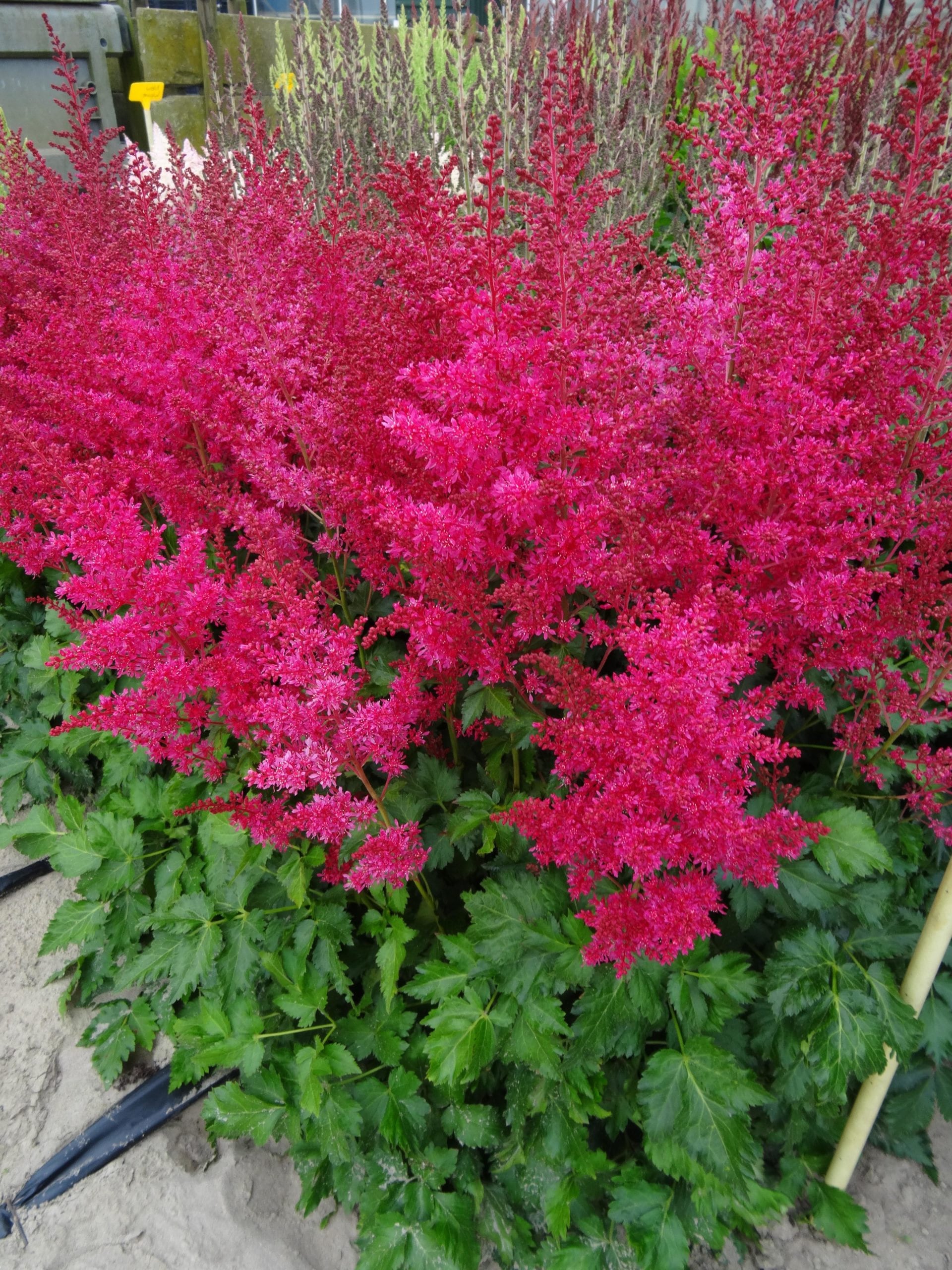 Astilbe HEAVY METAL sun flower arendsii bush cherry red Music hardy perennial = 1 Potted Garden Plant