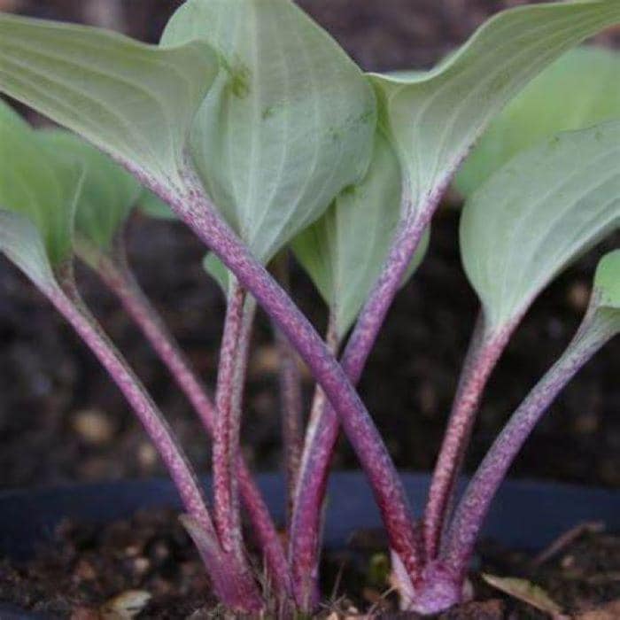 hosta RED CADET mini red rare lavender flowers little small perennial = 1 Potted Garden Plant