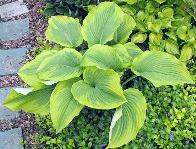 hosta MICHIGANDER large wavy new rare rippled perennial = 1 Potted Garden Plant