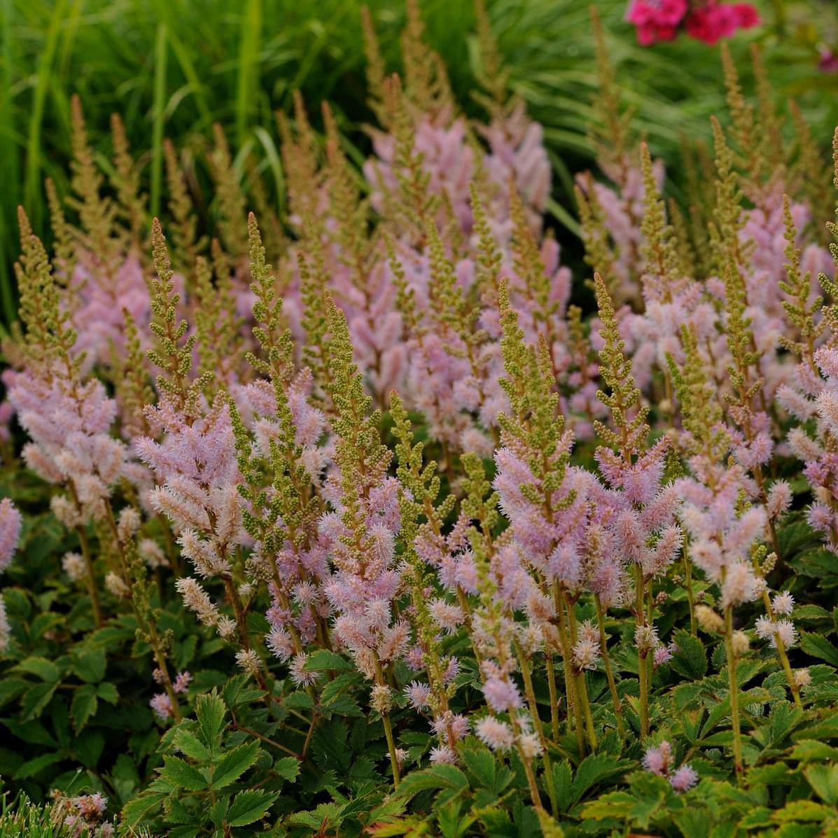 Astilbe PUMILA sun flower hardy chinensis compact short false spirea rare perennial 2.5" pot = 1 Potted Garden Plant