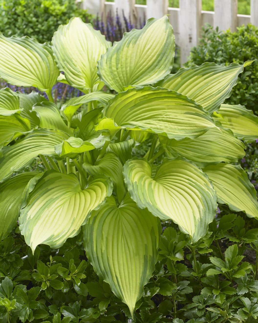 hosta DANCING DARLING medium rippled colorful wavy rare gold green perennial = 1 Potted Garden Plant
