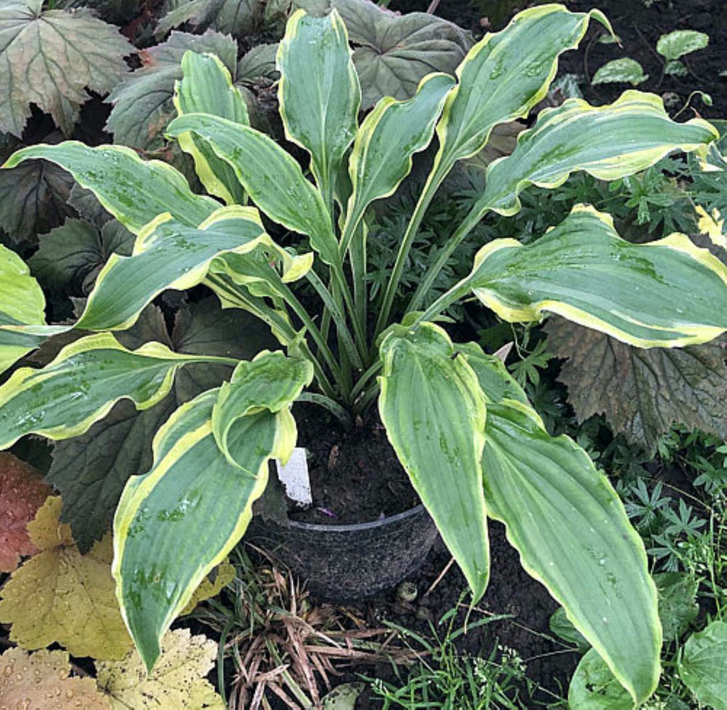 hosta QUICKSAND medium new wavy shiny rare playful perennial = 1 Potted Garden Plant