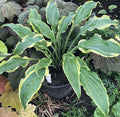 hosta QUICKSAND medium new wavy shiny rare playful perennial = 1 Potted Garden Plant