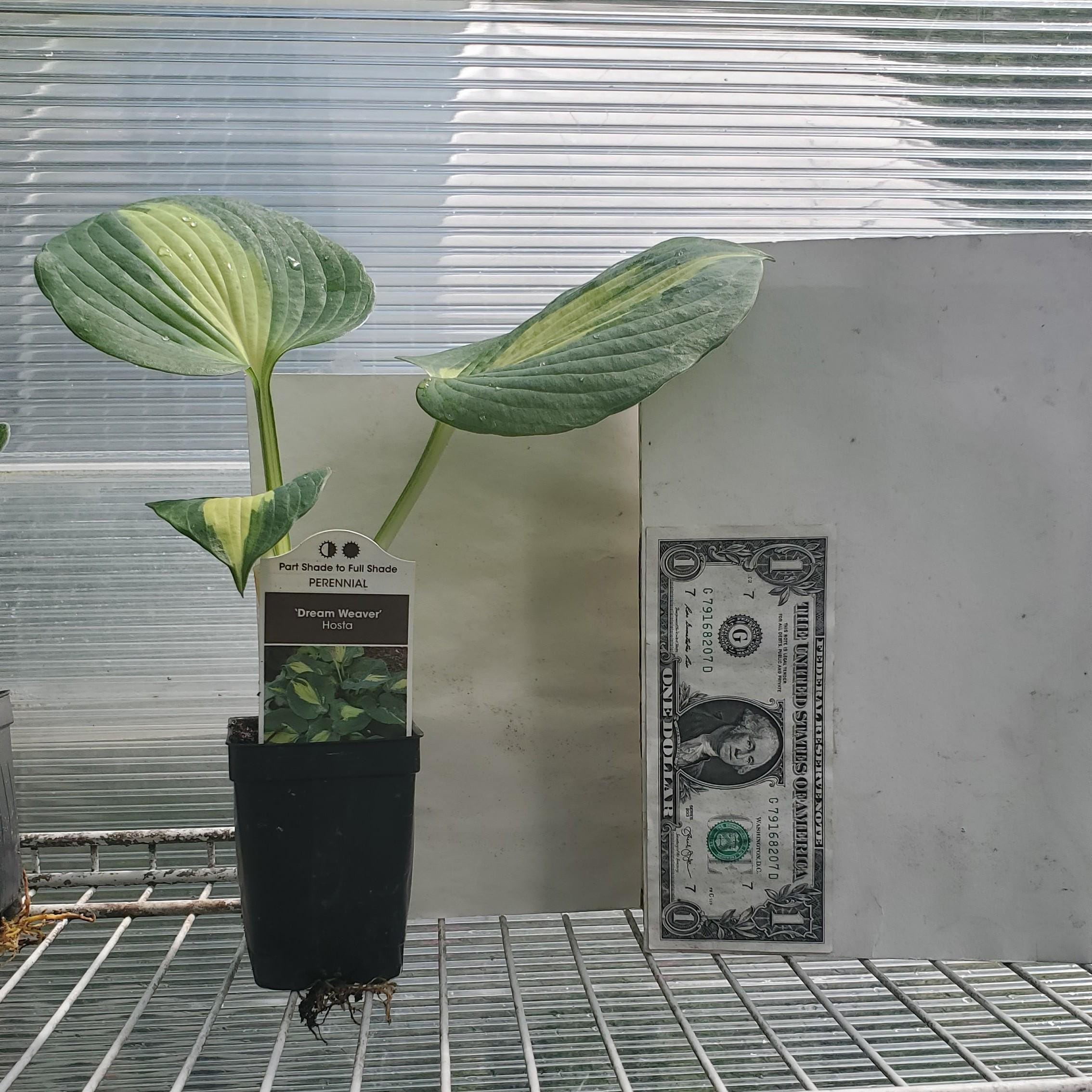 hosta DREAM WEAVER medium thick round corrugated hostas disease-free = 1 Potted Garden Plant