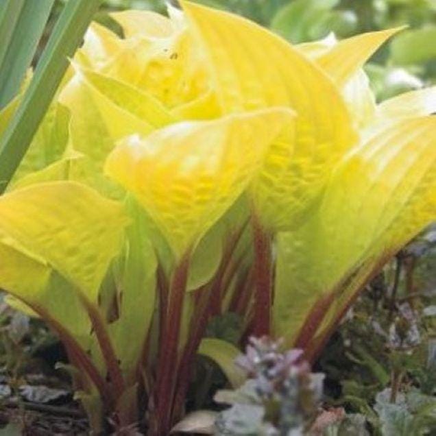 hosta FIRE ISLAND small yellow red colorful flowers fast shade part sun perennial = 1 Potted Garden Plant