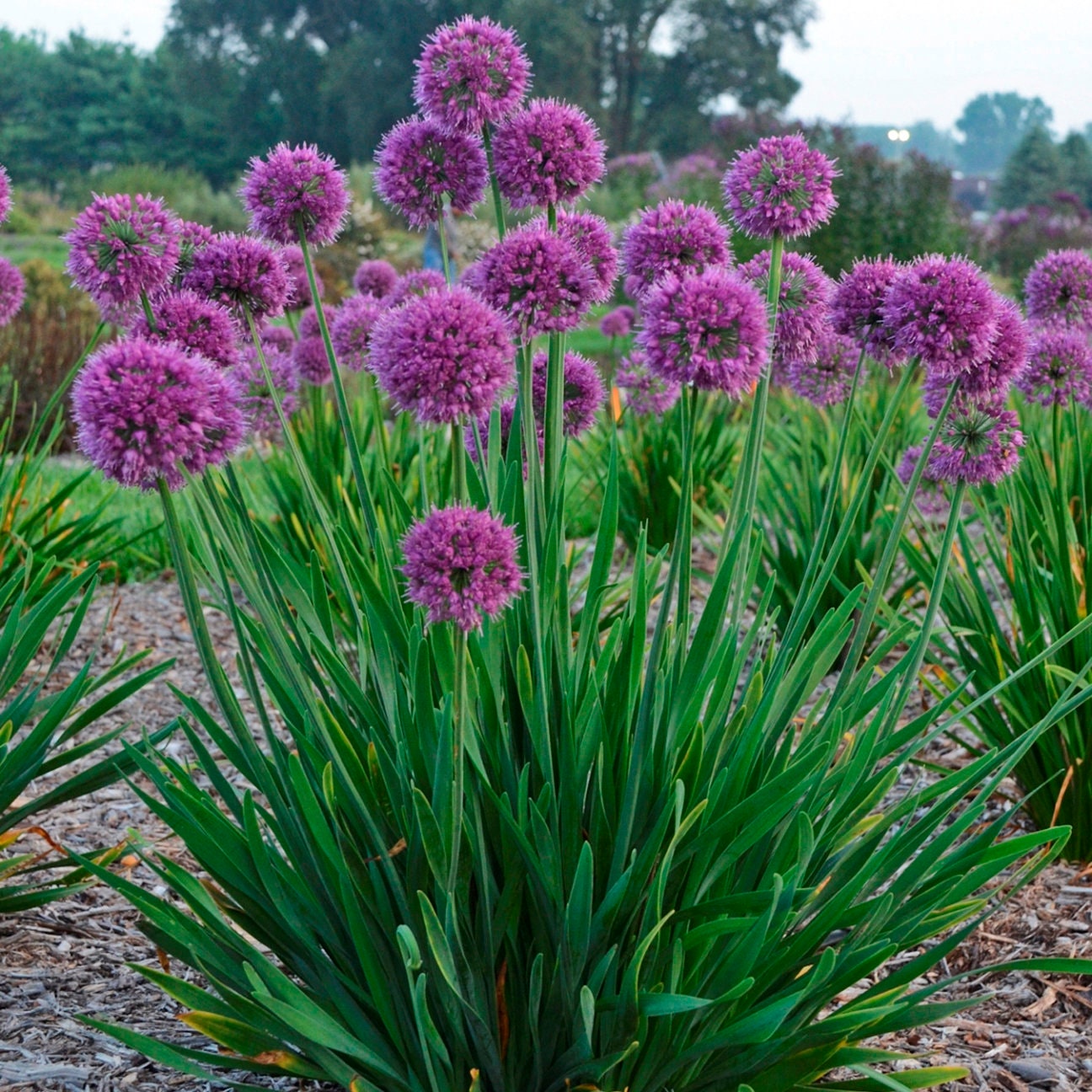 allium LAVENDER BUBBLES ornamental onion purple nodding hardy perennial = 1 Potted Garden Plant