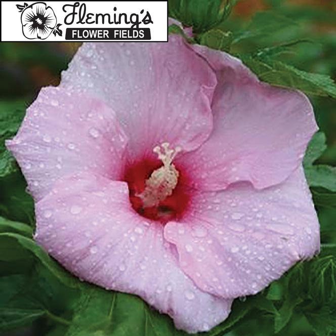 hibiscus CHERUB pink compact short cute hardy perennial = 1 Potted Garden Plant