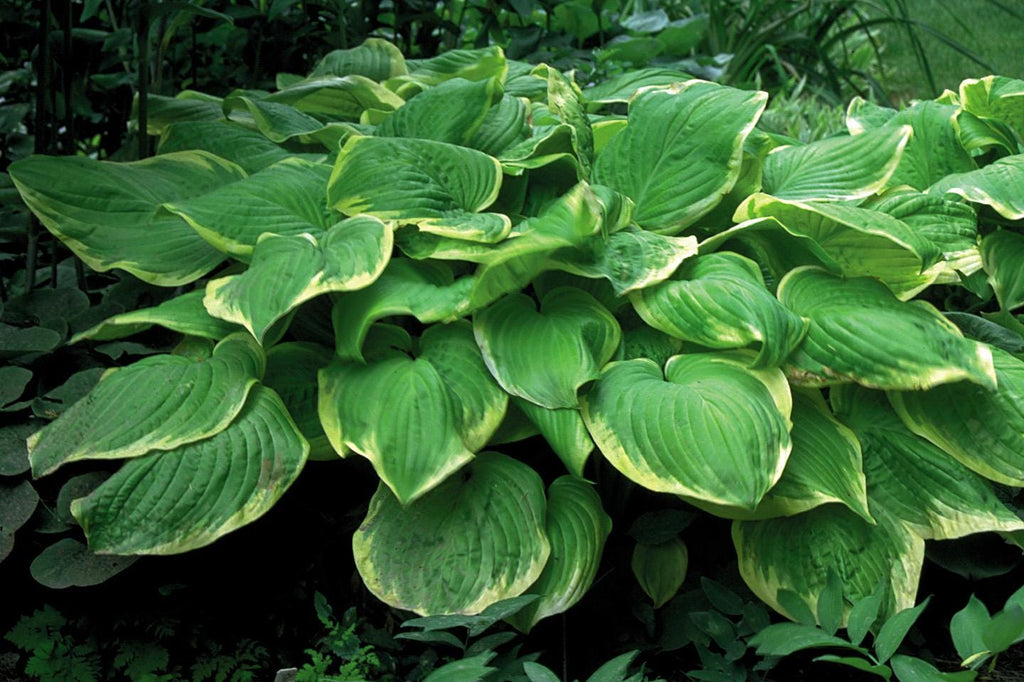 hosta FRAGRANT BOUQUET medium fragrant fast dense blue ribbon disease-free 2.5" pot = 1 Potted Garden Plant