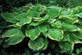 hosta FRAGRANT BOUQUET medium fragrant fast dense blue ribbon disease-free 2.5" pot = 1 Potted Garden Plant