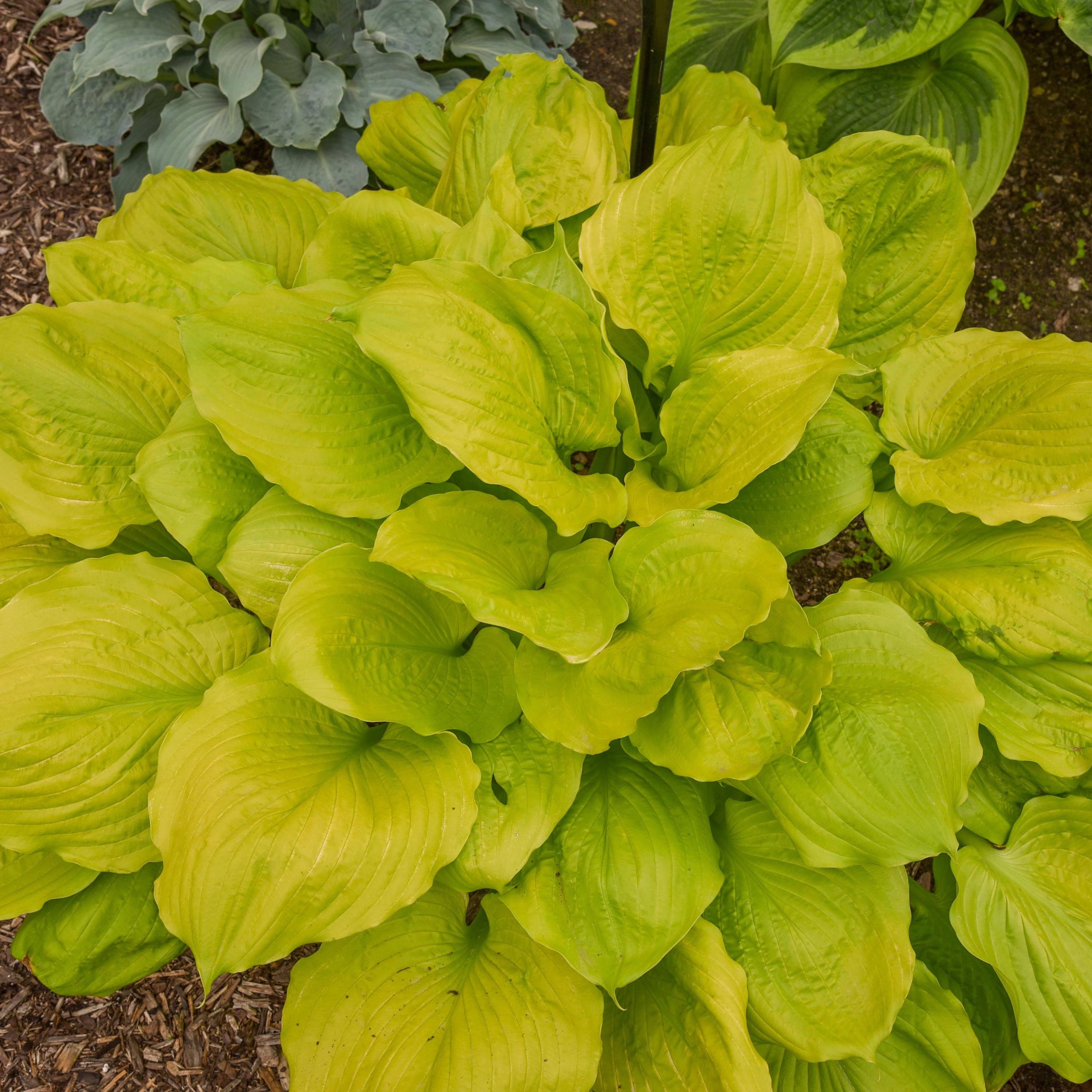hosta SEASONS in THE SUN large unusual wavy new bright yellow gold pot perennial = 1 Potted Garden Plant