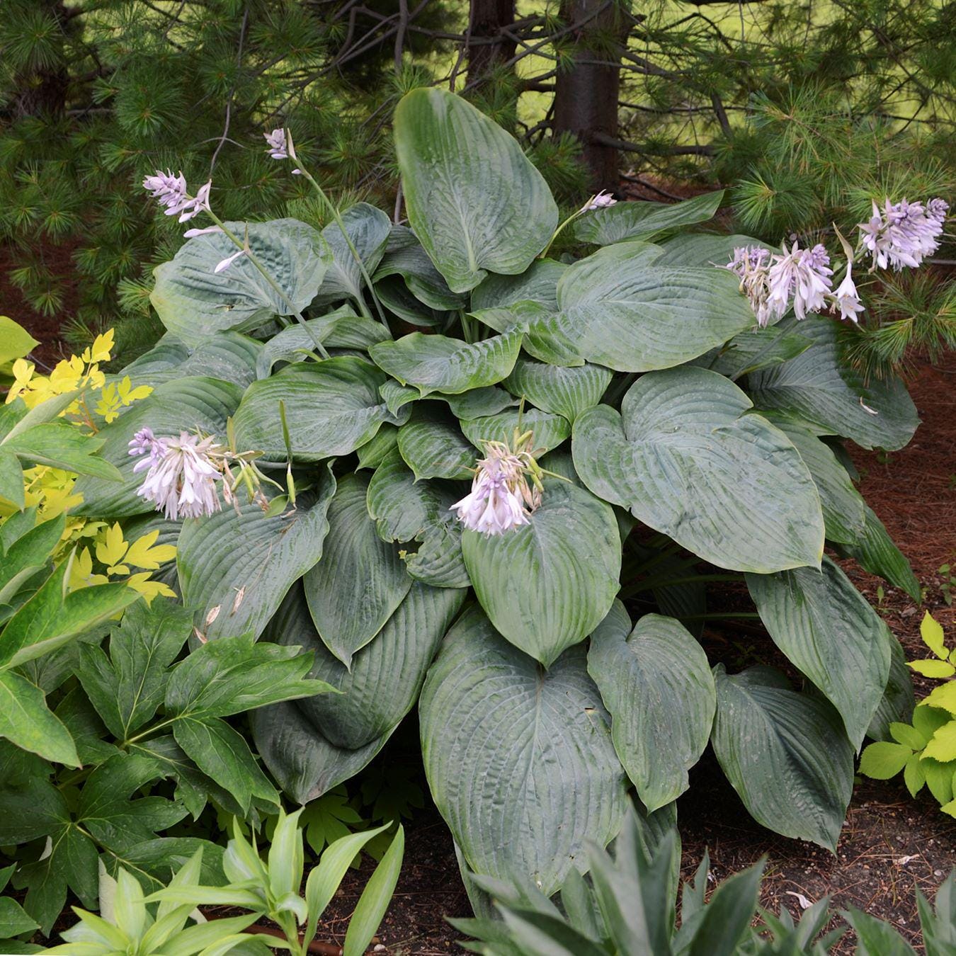 hosta EMPRESS WU large thick giant huge gigantic Proven Winners green perennial = 1 Potted Garden Plant