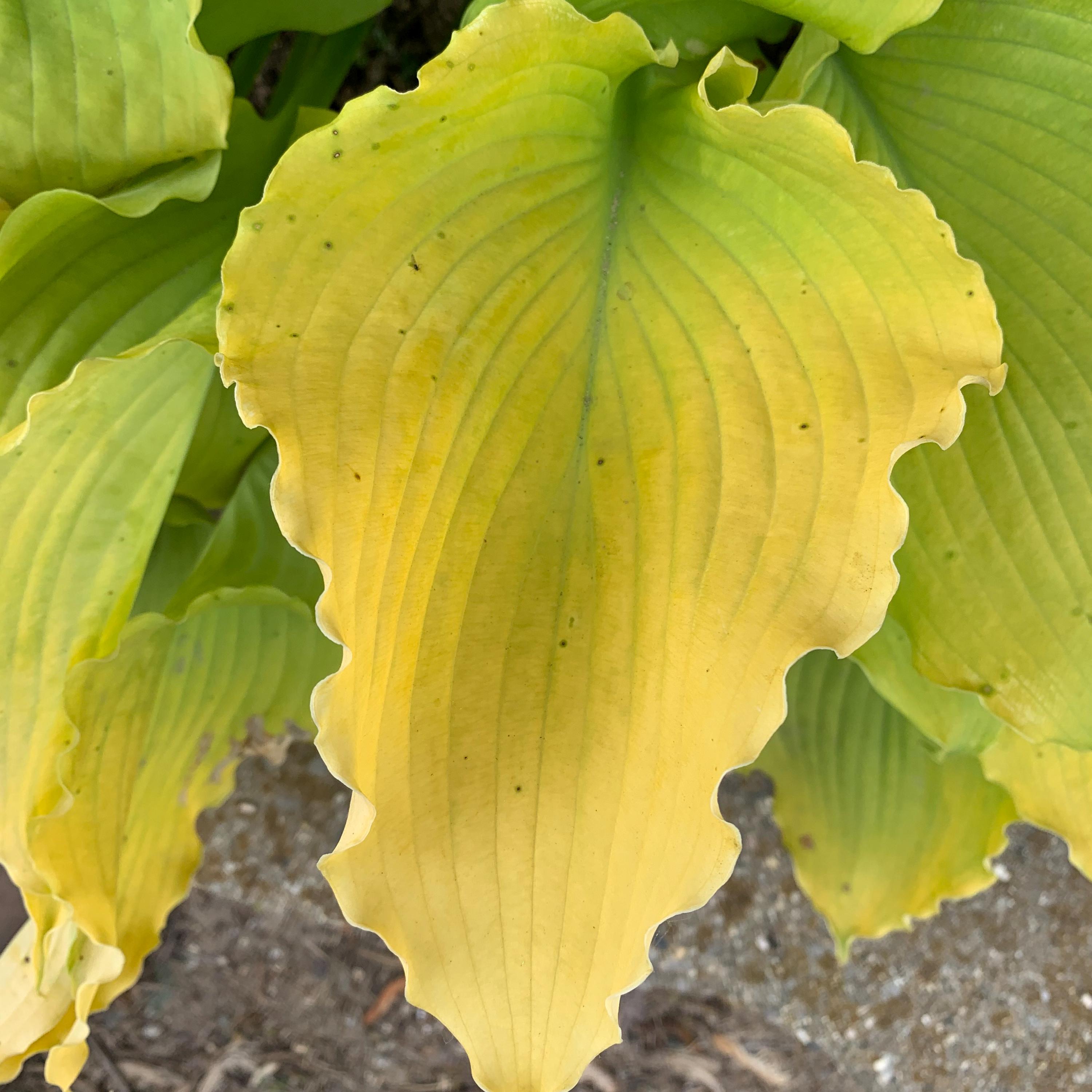 hosta ECHO THE SUN medium yellow gold hostas ruffled Proven Winners wavy unusual new perennial = 1 Potted Garden Plant