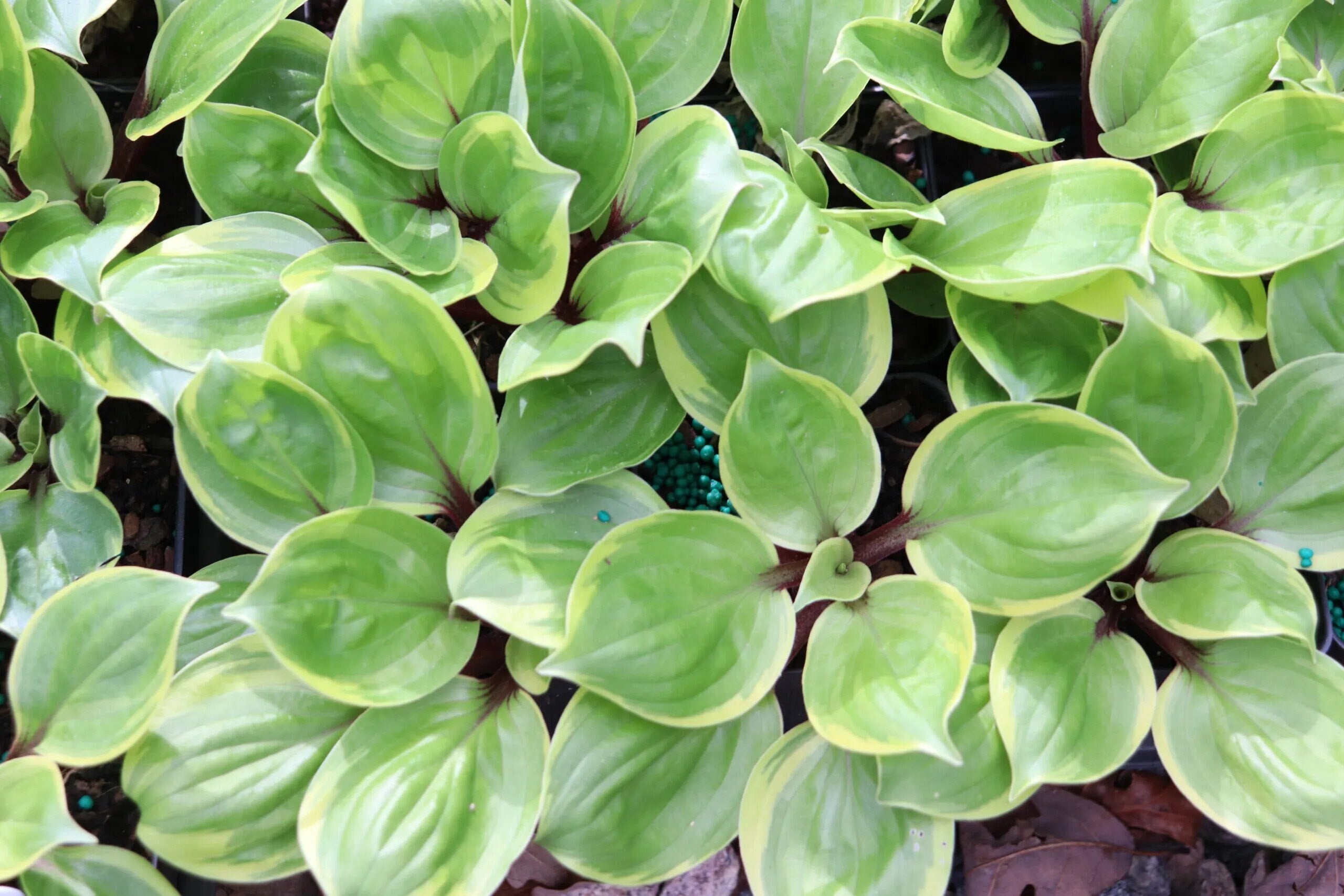 hosta ONE-TRIP SALAD Bar mini cupped rare tiny vigorous little perennial = 1 Potted Garden Plant