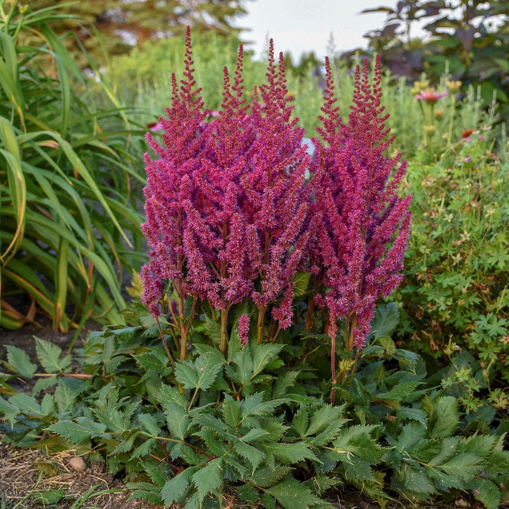 Astilbe VISIONS sun flower pink-red purple hardy perennial comes back every year = 1 Potted Garden Plant