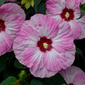 hibiscus SPINDERELLA colorful unique pink white tie dye shrub hardy perennial = 1 Potted Garden Plant