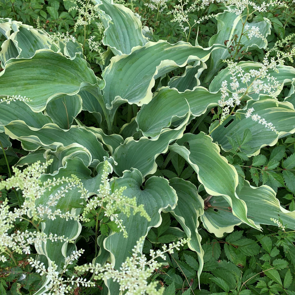 hosta DANCING in the MOONLIGHT medium new rare rippled blue hostas perennial = 1 Potted Garden Plant