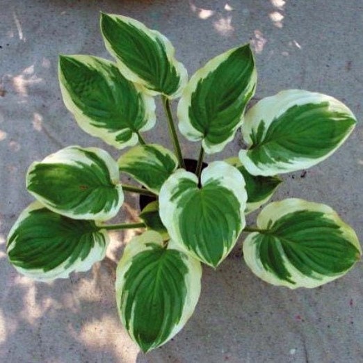 hosta BLAZING SADDLES medium rare big fast wavy disease-free Blue Umbrellas sport = 1 Potted Garden Plant