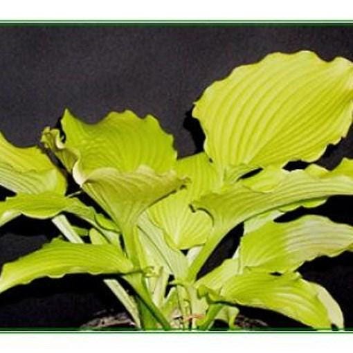 hosta DANCING QUEEN medium yellow gold hostas ruffled wavy unusual perennial = 1 Potted Garden Plant