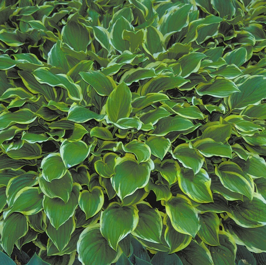 hosta SO SWEET medium fragrant scented fast disease-free = 1 Live Potted Plant