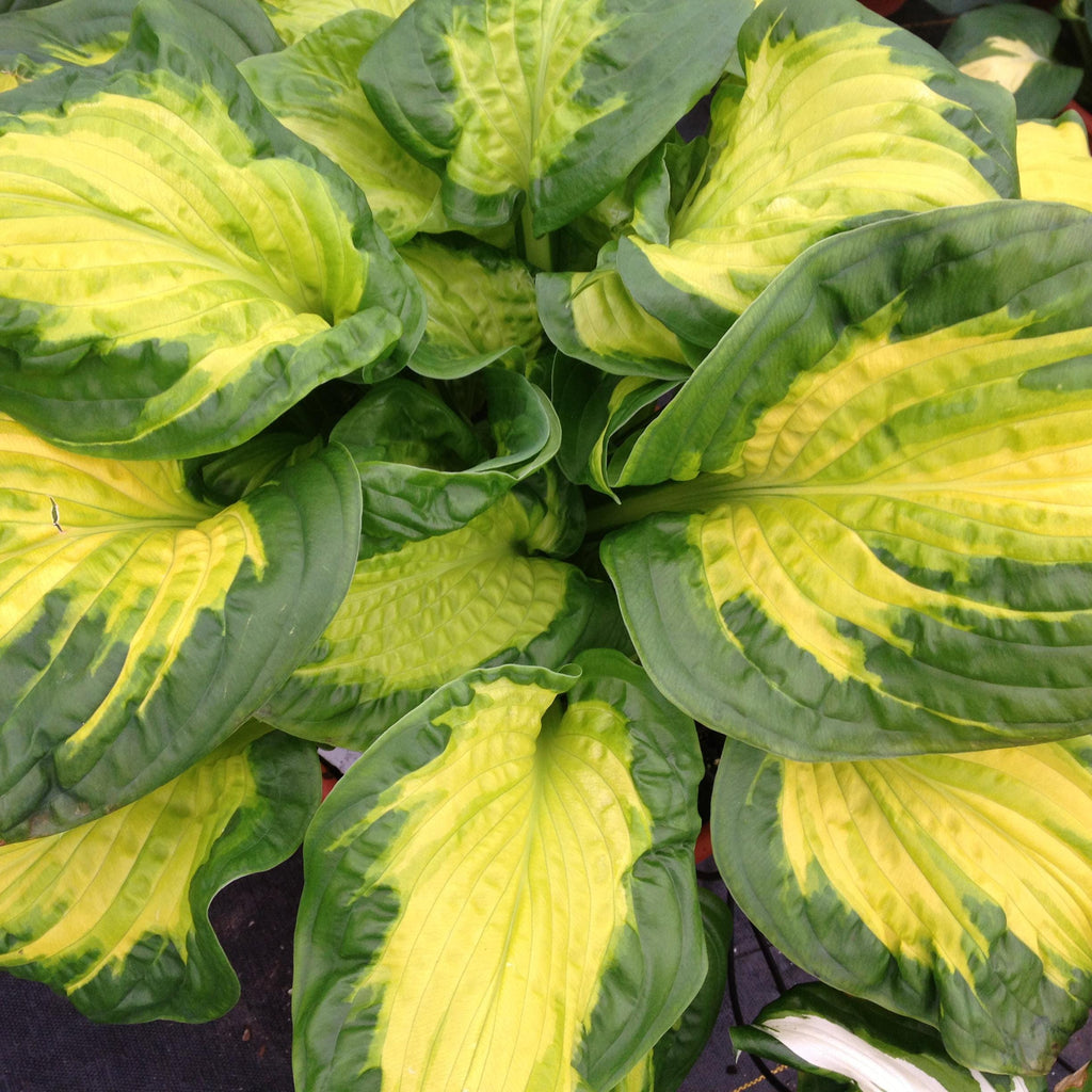 hosta ETCHED GLASS medium thick unique fragrant flowers hostas disease-free = 1 Potted Garden Plant