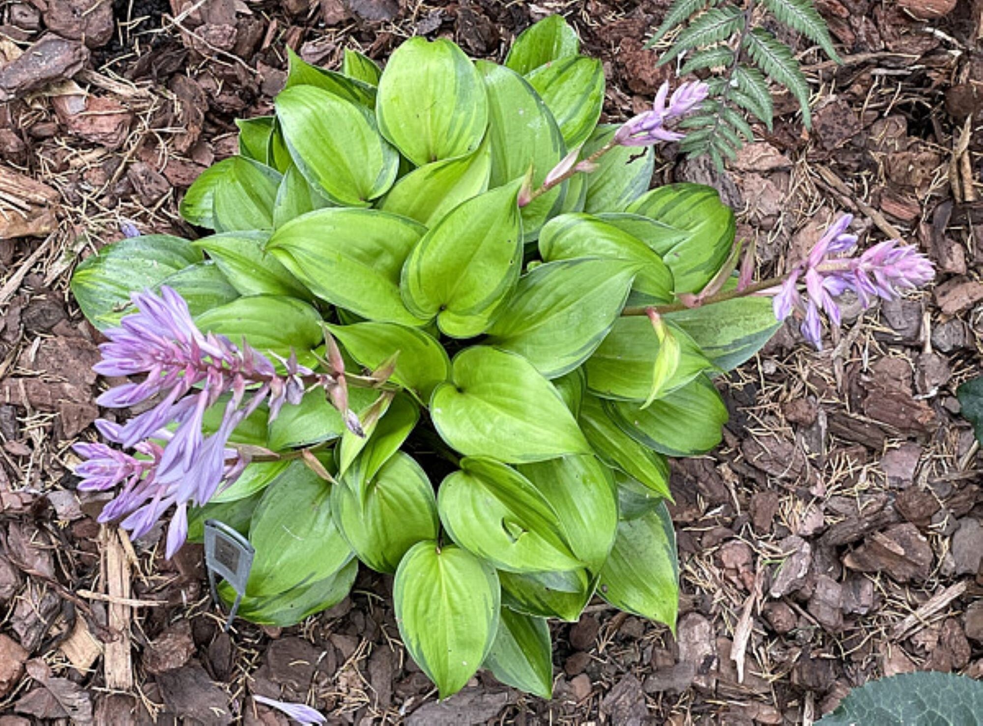 hosta TIKI BAR mini very small variegated rare perennial = 1 Potted Garden Plant