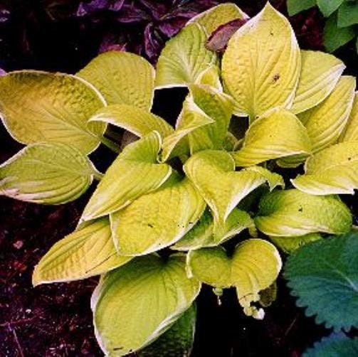 hosta ST ELMO'S FIRE medium yellow white wavy cupped color changer perennial = 1 Potted Garden Plant