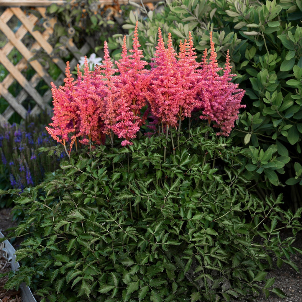 Astilbe RISE & SHINE sun flower Chinese hardy perennial = 1 Potted Garden Plant