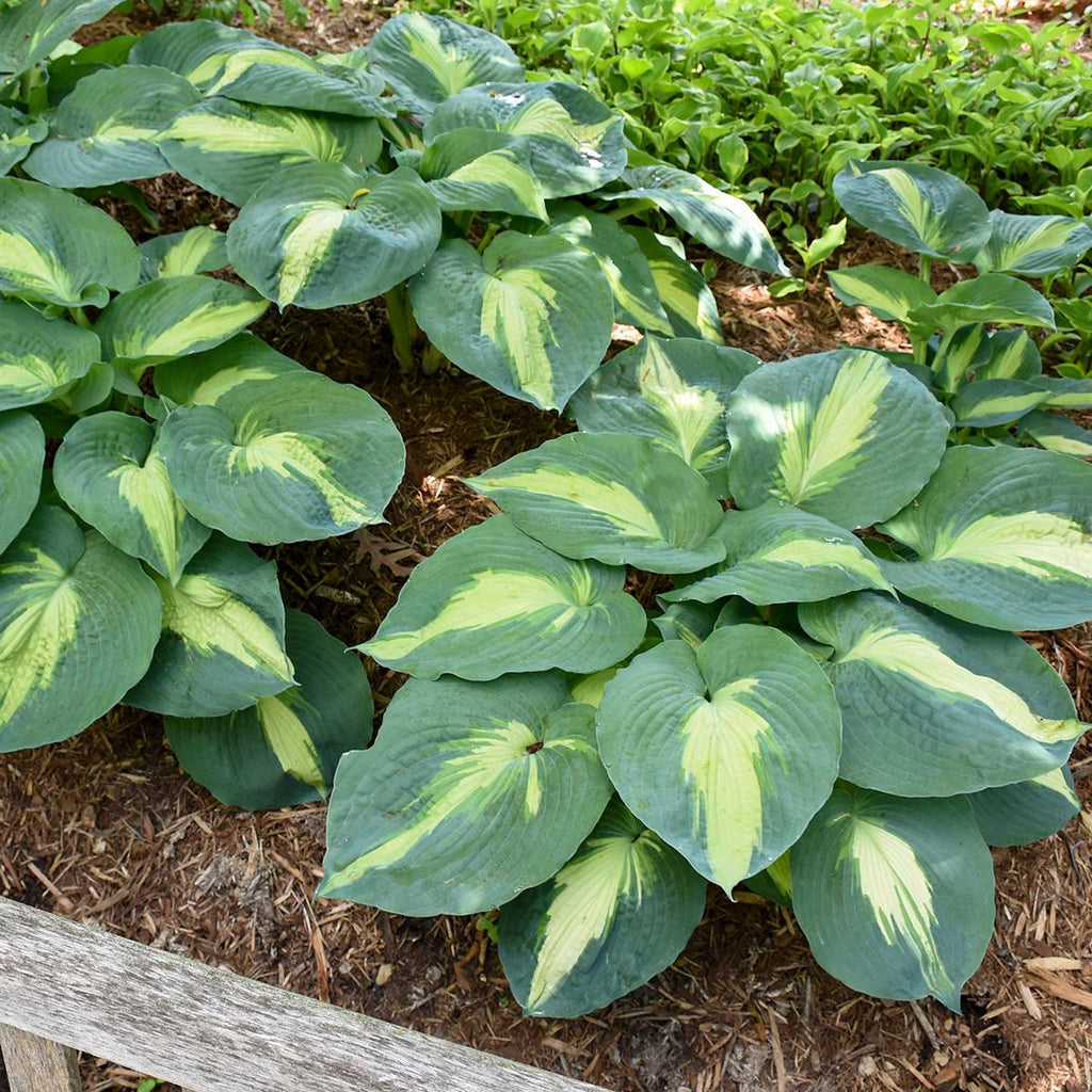 hosta HUDSON BAY large Proven Winners thick Eskimo Pie sport white flowers colorful live perennial = 1 Potted Garden Plant
