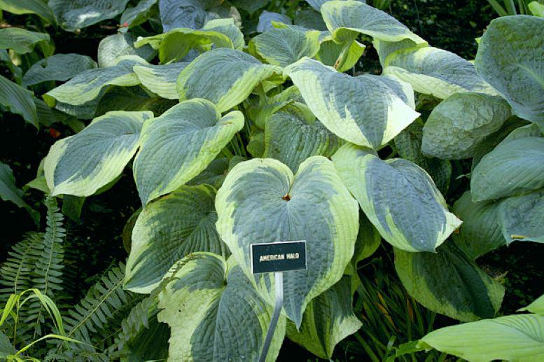 hosta AMERICAN HALO large blue classic intense wavy thick corrugated perennial = 1 Potted Garden Plant