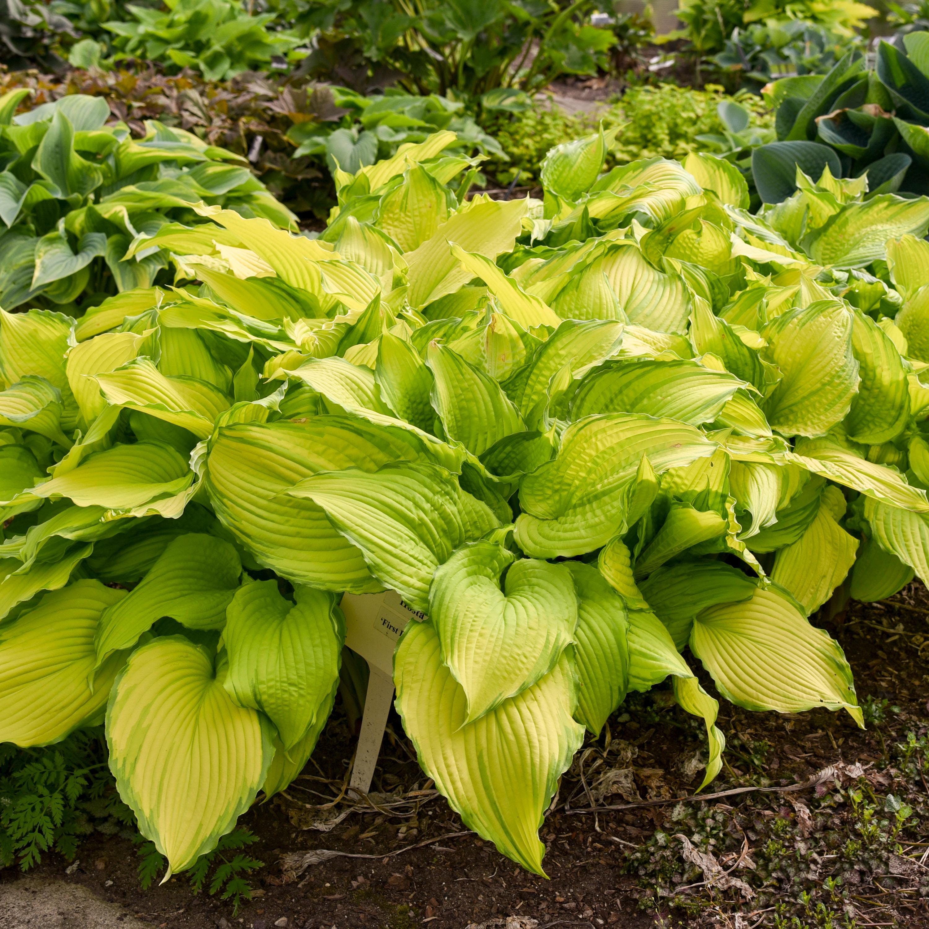 hosta FIRST DANCE large colorful hostas wavy pointed arching growing perennial = 1 Potted Garden Plant