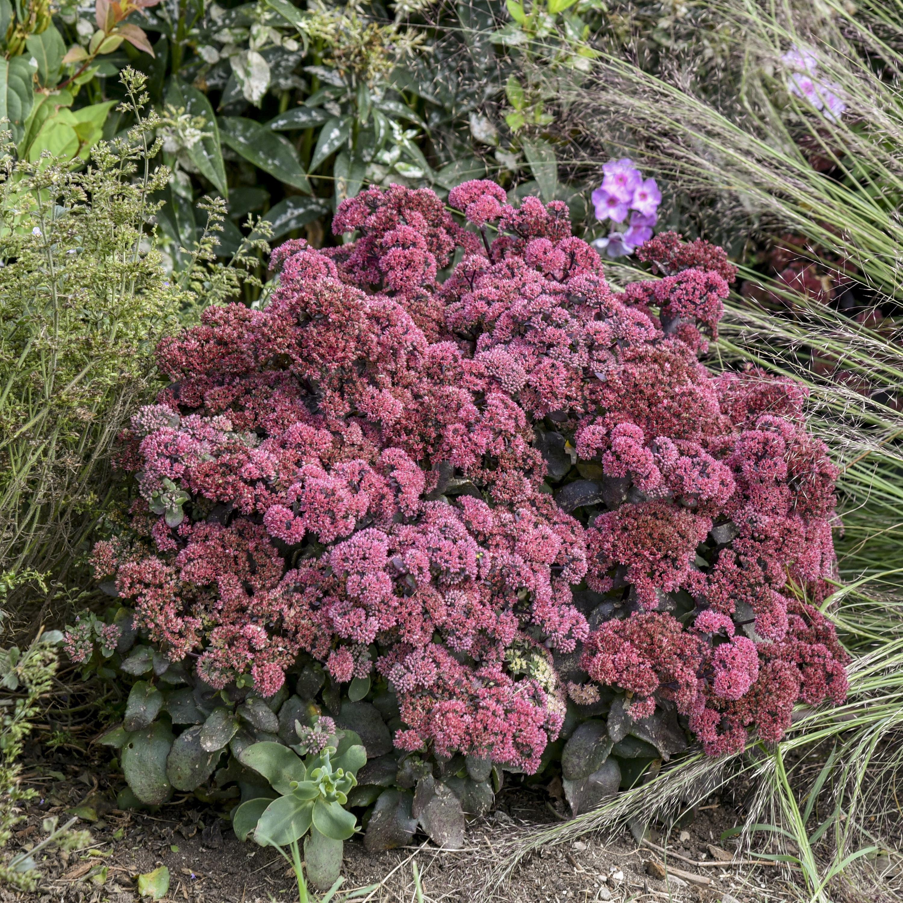 sedum MIDNIGHT VELVET upright hardy dark purple stonecrop pink flowers new perennial = 1 Potted Garden Plant