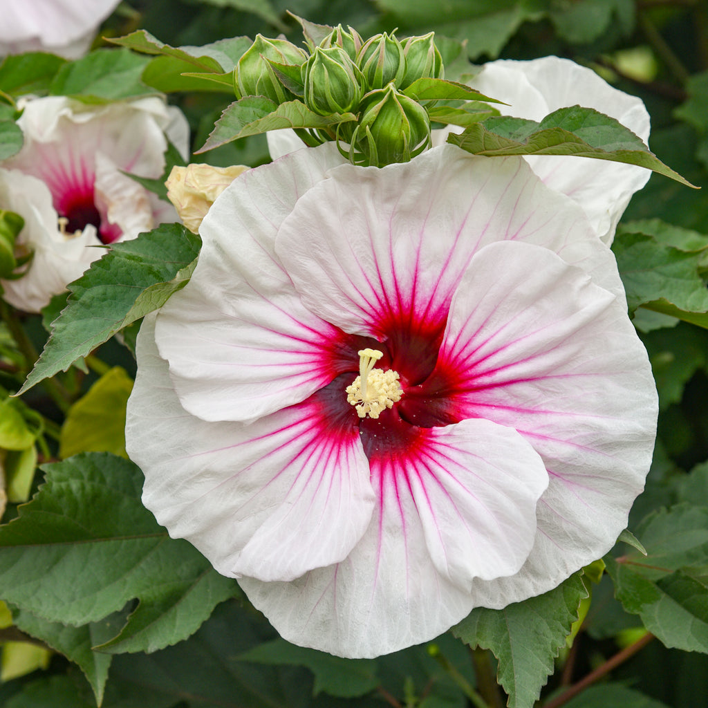 hibiscus ANGEL EYES early colorful unique shrub hardy perennial = 1 Potted Garden Plant