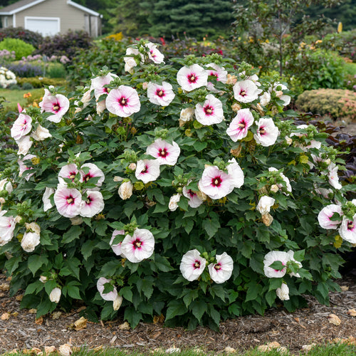 hibiscus ANGEL EYES [cut back] early colorful unique shrub hardy perennial = 1 Potted Garden Plant