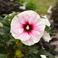 hibiscus ANGEL EYES early colorful unique shrub hardy perennial = 1 Potted Garden Plant