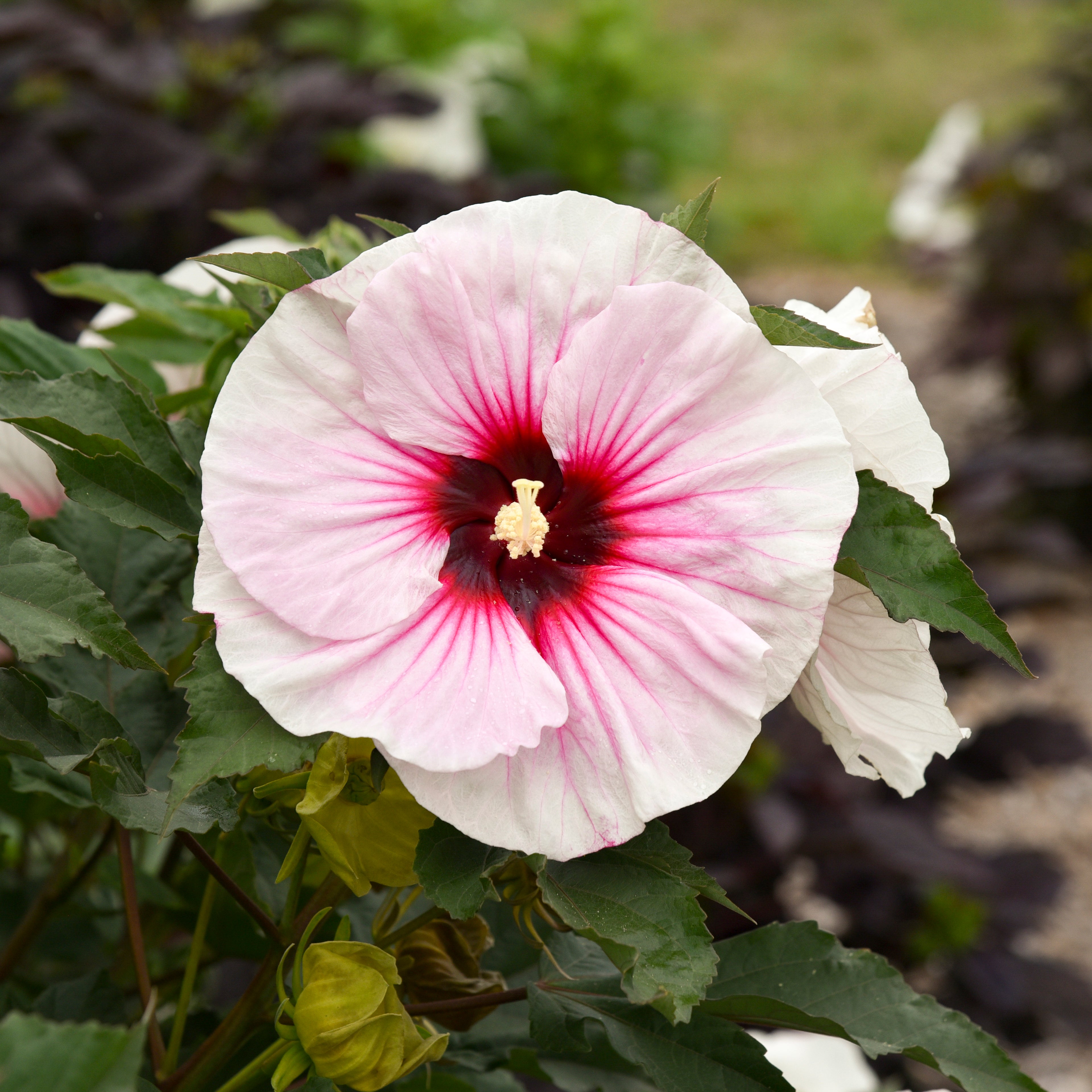 hibiscus ANGEL EYES early colorful unique shrub hardy perennial = 1 Potted Garden Plant