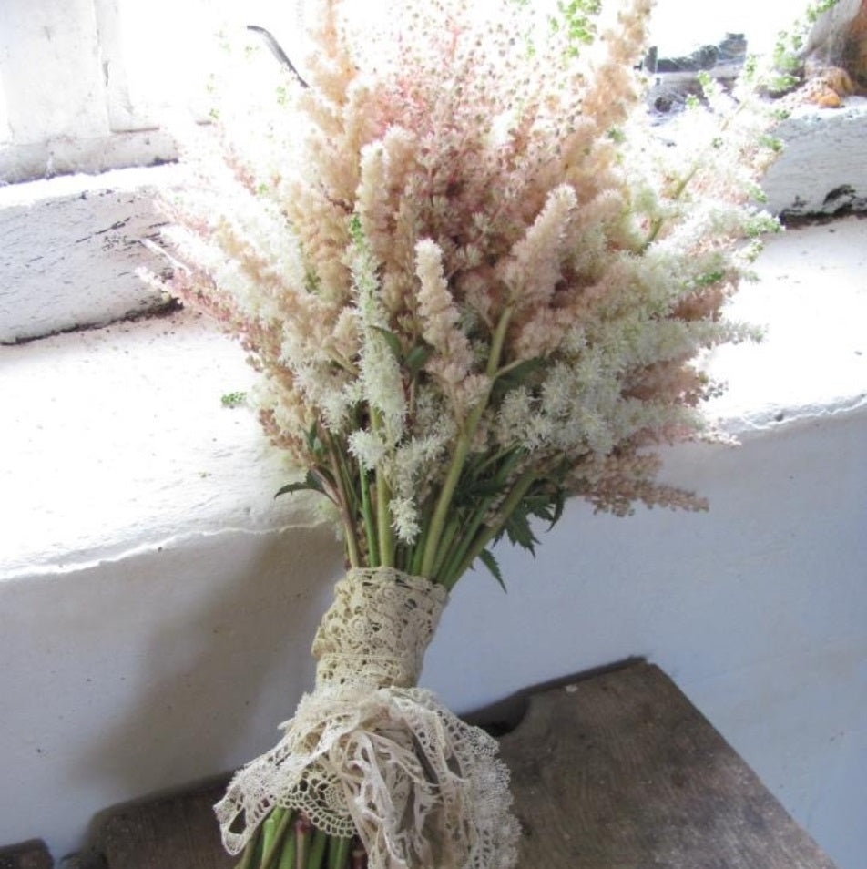 astilbe BRESSINGHAM BEAUTY pink false spirea 2.5" pot = 1 Live Potted Plant