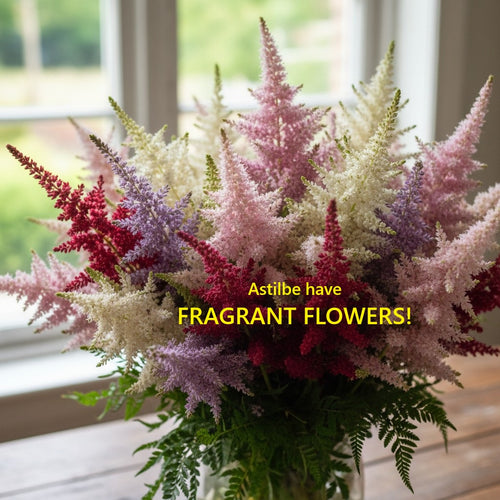 Astilbe APHRODITE unique rosy red flower hardy perennial = 1 Potted Garden Plant