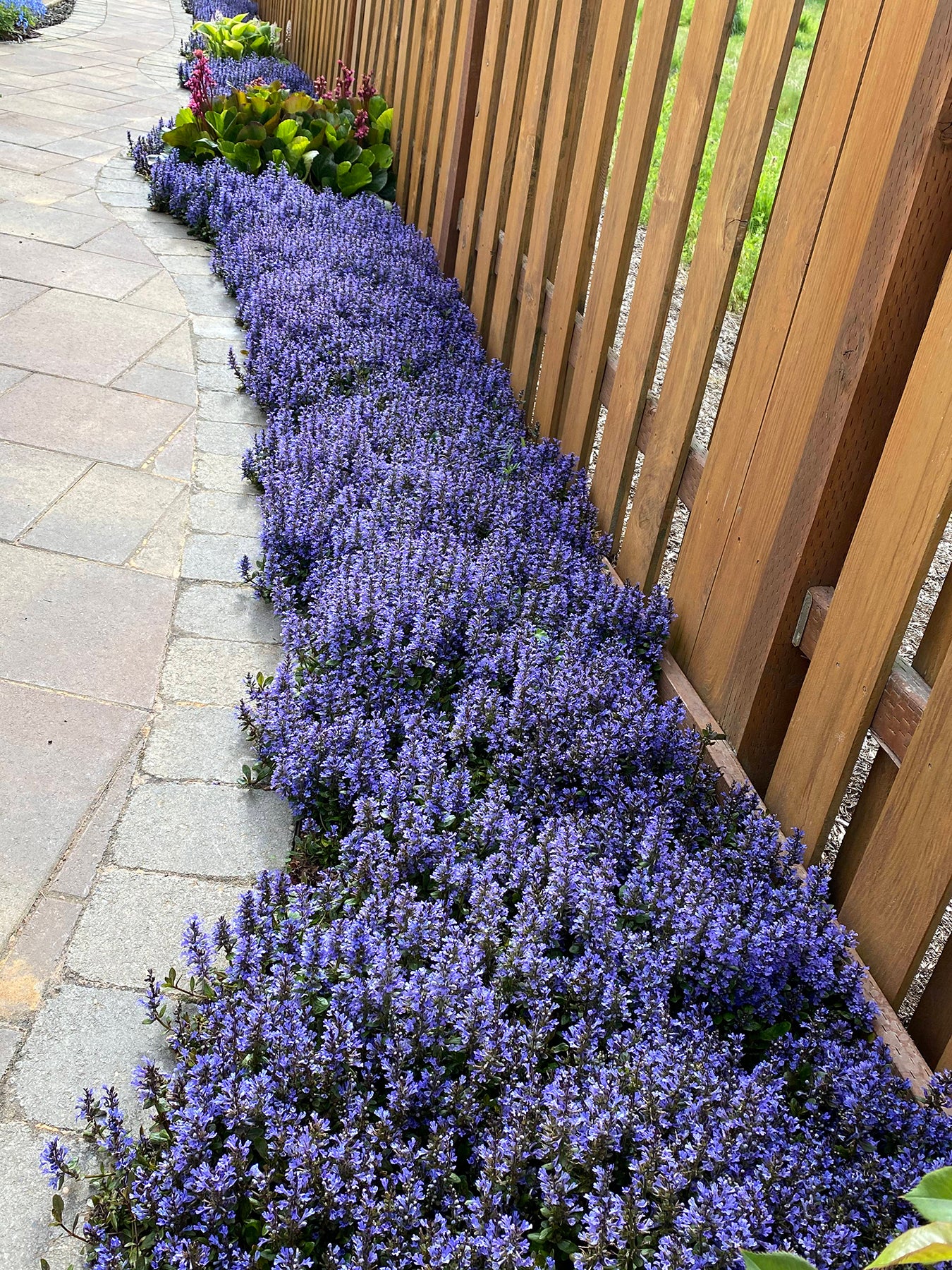 ajuga BLUEBERRY MUFFIN blue flowers creeping hardy perennial = 1 Potted Garden Plant