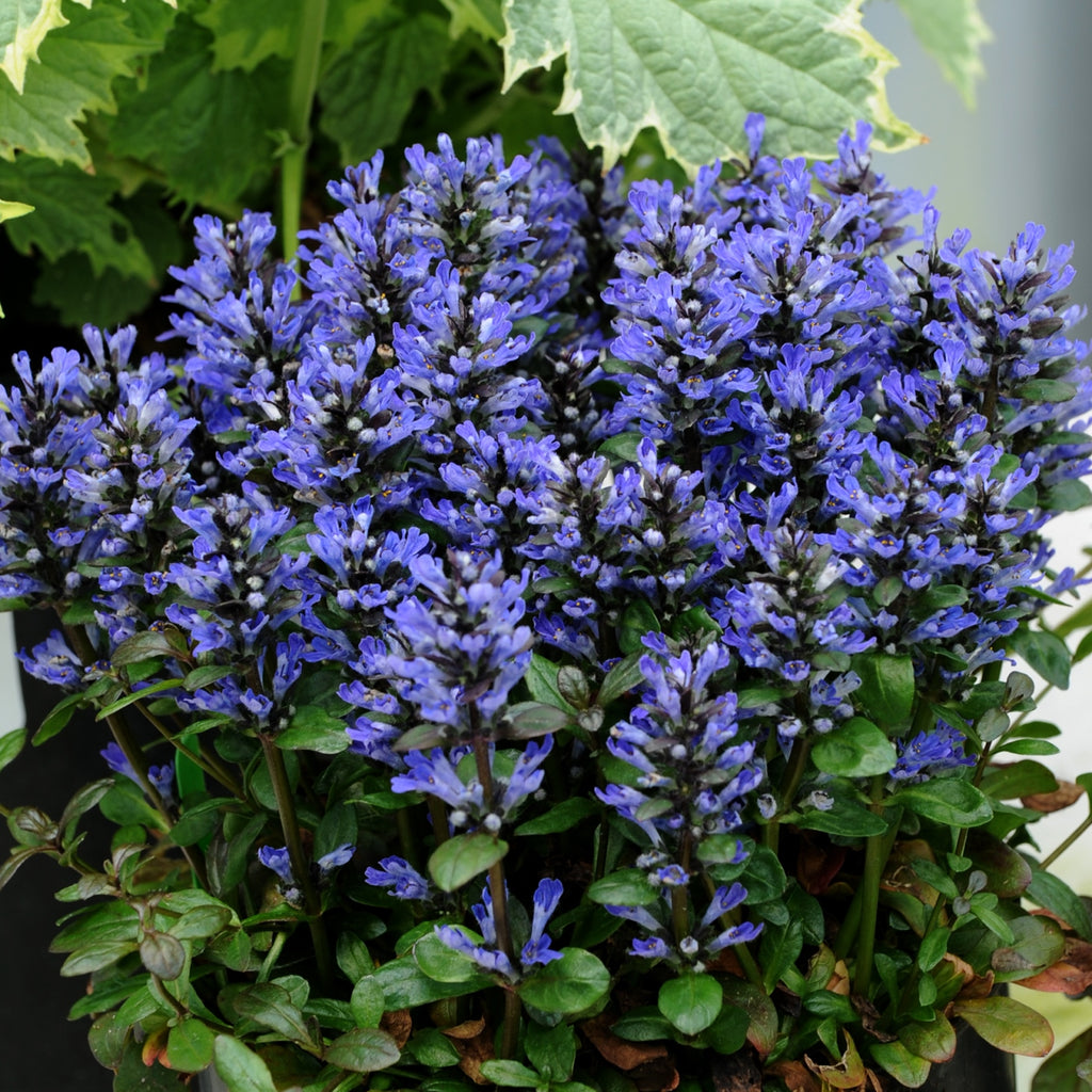 ajuga BLUEBERRY MUFFIN blue flowers creeping hardy perennial = 1 Potted Garden Plant