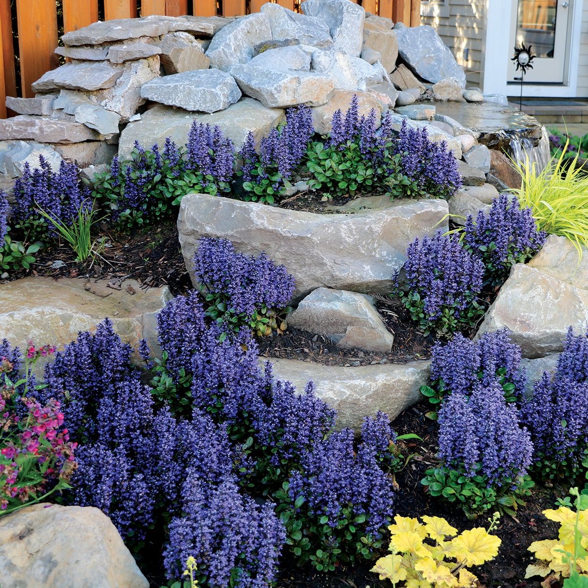 ajuga BLUEBERRY MUFFIN blue flowers creeping hardy perennial = 1 Potted Garden Plant