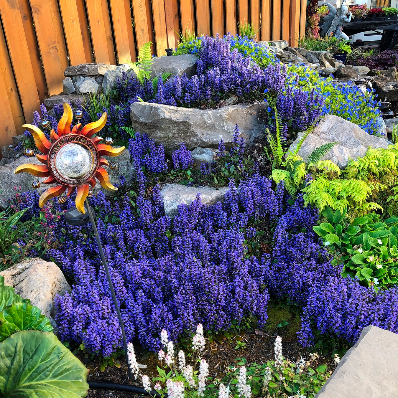 ajuga BLUEBERRY MUFFIN blue flowers creeping hardy perennial = 1 Potted Garden Plant