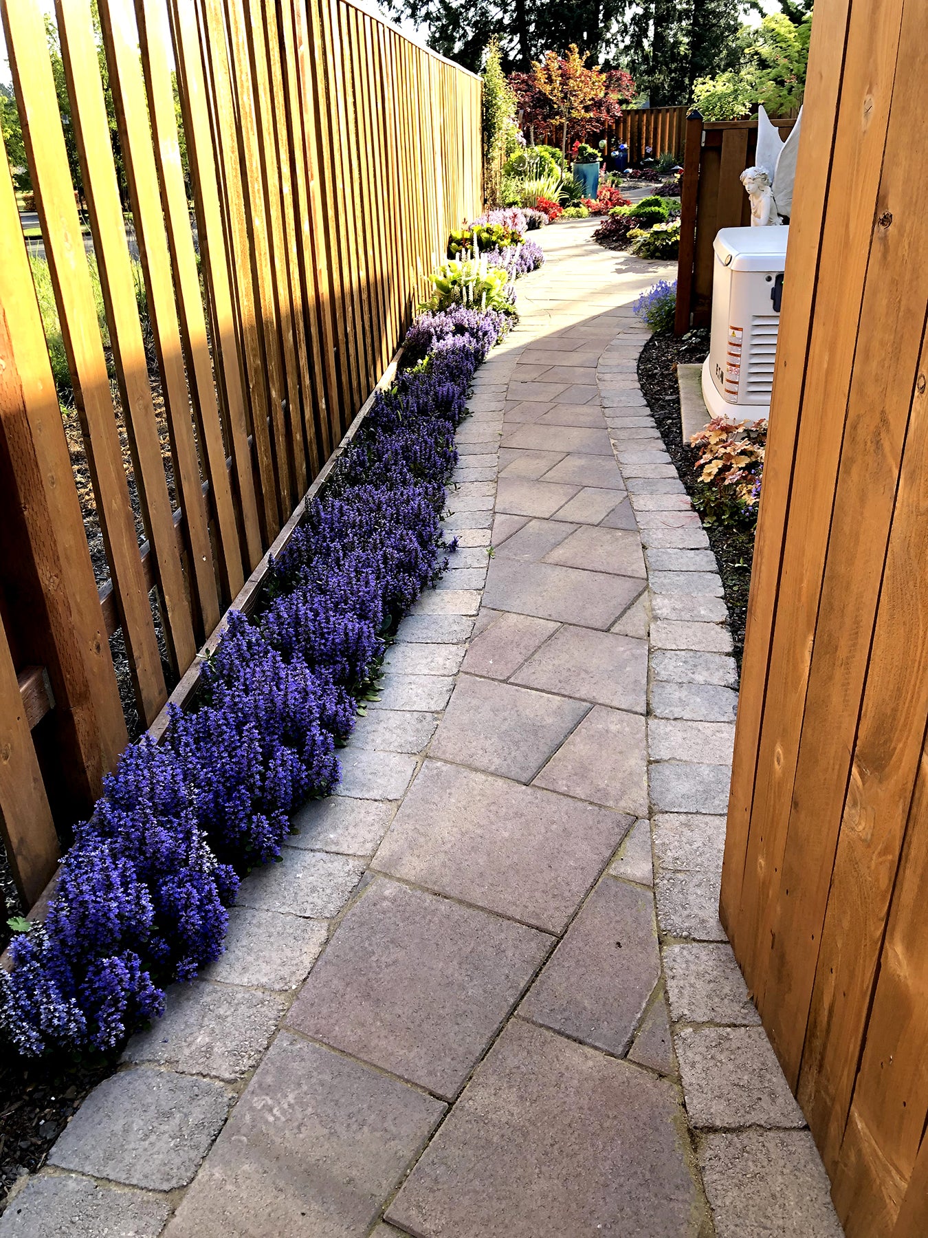 ajuga BLUEBERRY MUFFIN blue flowers creeping hardy perennial = 1 Potted Garden Plant