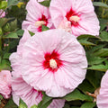 hibiscus ALL EYES ON ME huge flowers compact hardy perennial = 1 Potted Garden Plant