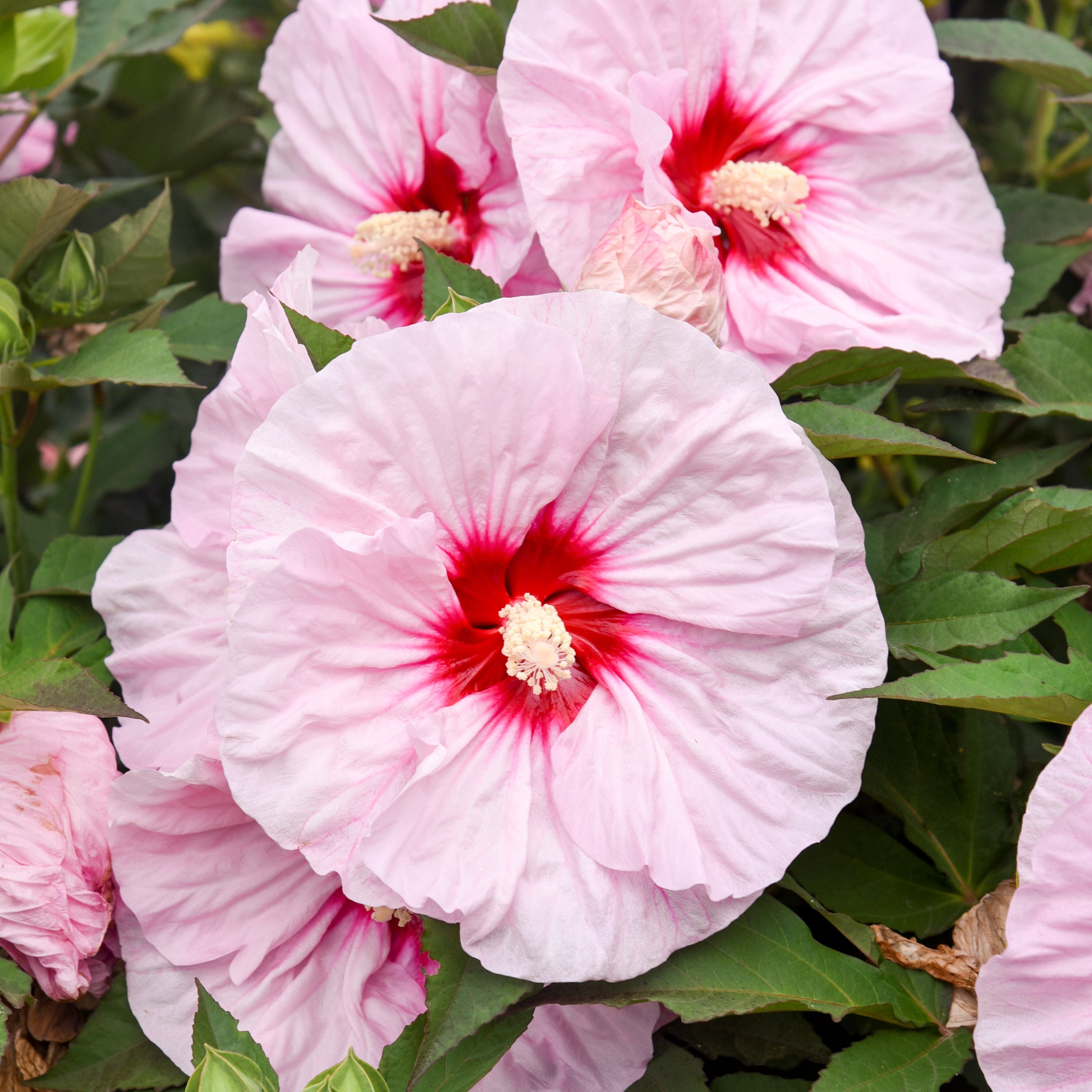 hibiscus ALL EYES ON ME huge flowers compact hardy perennial = 1 Potted Garden Plant
