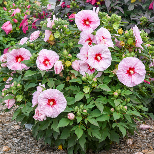 hibiscus ALL EYES ON ME [cut back] huge flowers compact hardy perennial = 1 Potted Garden Plant